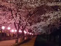 夜桜にうっとり♪の写真・動画_image_262261