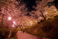夜桜にうっとり♪の写真・動画_image_262263