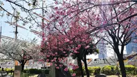 日本丸前の桜の写真・動画_image_267017