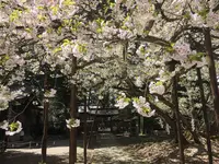 伊佐須美神社の写真・動画_image_274003