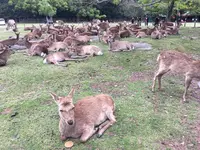 奈良公園の写真・動画_image_274210
