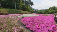 芝桜の丘の写真・動画_image_284458