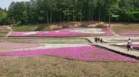 芝桜の丘の写真・動画_image_284459