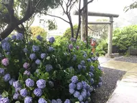 朝市新鮮広場の写真・動画_image_287596