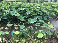 みずほの村市場 蕎舎の写真・動画_image_290028