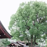 藤森神社の写真・動画_image_290316