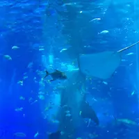 沖縄美ら海水族館の写真・動画_image_295471