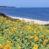 鳴り石の浜 ひまわり畑の写真・動画_image_309781