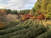 鶏足寺（旧飯福寺）の写真・動画_image_325817