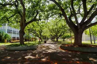 ハワイ大学 - マノアの写真・動画_image_330424