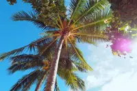 Waikiki Beach（ワイキキ・ビーチ）の写真・動画_image_330464