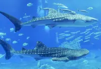 沖縄美ら海水族館の写真・動画_image_332587