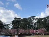 土肥桜の写真・動画_image_342000