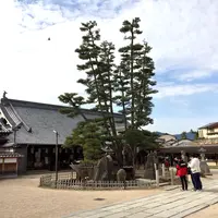 大願寺の九本松の写真・動画_image_350299