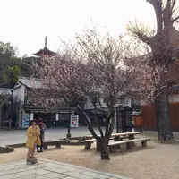 大願寺の九本松の写真・動画_image_350301