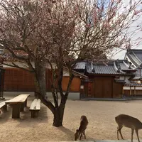 大願寺の九本松の写真・動画_image_350302