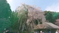 高麗神社の写真・動画_image_352910