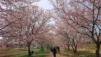 北浅羽桜堤公園の写真・動画_image_352920