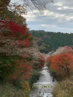 川見四季桜の里の写真・動画_image_353946