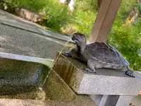 松尾大社の写真・動画_image_356435