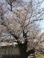 醍醐寺の写真・動画_image_371493
