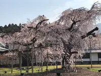 醍醐寺の写真・動画_image_371494