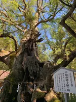 大山祇神社の写真・動画_image_395404