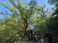 大山祇神社の写真・動画_image_395406