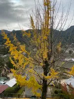 豊国神社（千畳閣）の写真・動画_image_402759