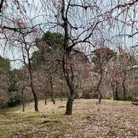 神苑 源氏物語花の庭の写真・動画_image_410856