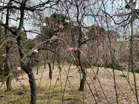 神苑 源氏物語花の庭の写真・動画_image_410857