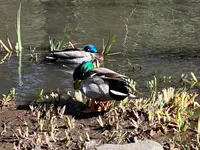 宝来公園の写真・動画_image_414163