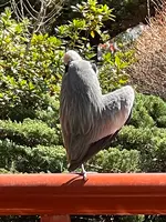 平塚八幡宮の写真・動画_image_416521