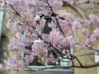旧京都市立下京中学校成徳学舎の写真・動画_image_416719