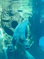 よこはま動物園ズーラシアの写真・動画_image_417730