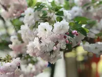 平野神社の写真・動画_image_425764