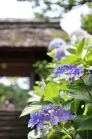 東慶寺の写真・動画_image_433589