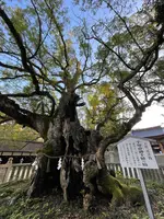 大山祇神社の写真・動画_image_434308