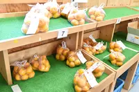 海辺の里おおしばの写真・動画_image_438215