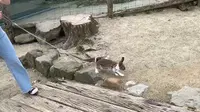那須高原南ヶ丘牧場の写真・動画_image_444585