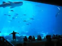 Shanghai Ocean Aquariumの写真・動画_image_449533