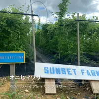 SunSet Farmの写真・動画_image_454910