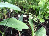 Nuuksio National Parkの写真・動画_image_458035