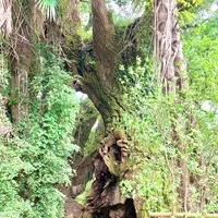 生樹の御門の写真・動画_image_459811