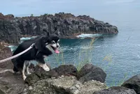 城ヶ崎海岸門脇崎の写真・動画_image_462596