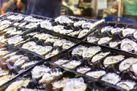 シドニー魚市場の写真・動画_image_463105