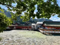 厳島神社の写真・動画_image_472208