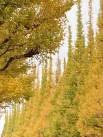 明治神宮外苑いちょう並木の写真・動画_image_476048