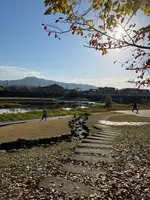 鴨川デルタの飛び石の写真・動画_image_478940
