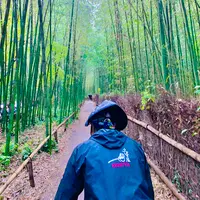 嵐山 竹林の小径の写真・動画_image_479379